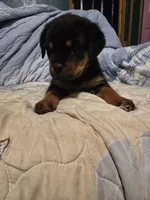 Cookie, a female Rottweiler for sale in Sunman, IN – Photo 3 of 8