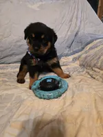 Cookie, a female Rottweiler for sale in Sunman, IN – Photo 2 of 8