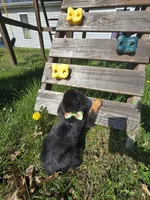 Twix, a male Rottweiler for sale in Sunman, IN – Photo 2 of 9