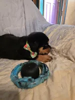 Twix, a male Rottweiler for sale in Sunman, IN – Photo 5 of 9