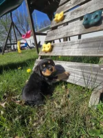 Twix, a male Rottweiler for sale in Sunman, IN – Photo 1 of 9