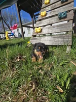 Twix, a male Rottweiler for sale in Sunman, IN – Photo 3 of 9