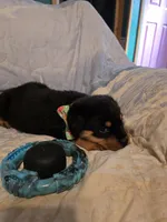 Twix, a male Rottweiler for sale in Sunman, IN – Photo 4 of 9