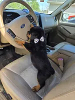 Snickers, a male Rottweiler for sale in Sunman, IN – Photo 3 of 10