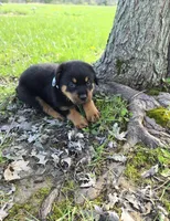 Snickers, a male Rottweiler for sale in Sunman, IN – Photo 7 of 10