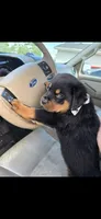 Snickers, a male Rottweiler for sale in Sunman, IN – Photo 2 of 10
