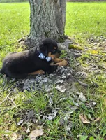 Snickers, a male Rottweiler for sale in Sunman, IN – Photo 5 of 10