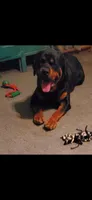 Snickers, a male Rottweiler for sale in Sunman, IN – Photo 8 of 10