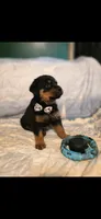 Snickers, a male Rottweiler for sale in Sunman, IN – Photo 1 of 10