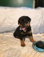 Snickers, a male Rottweiler for sale in Sunman, IN – Photo 4 of 10