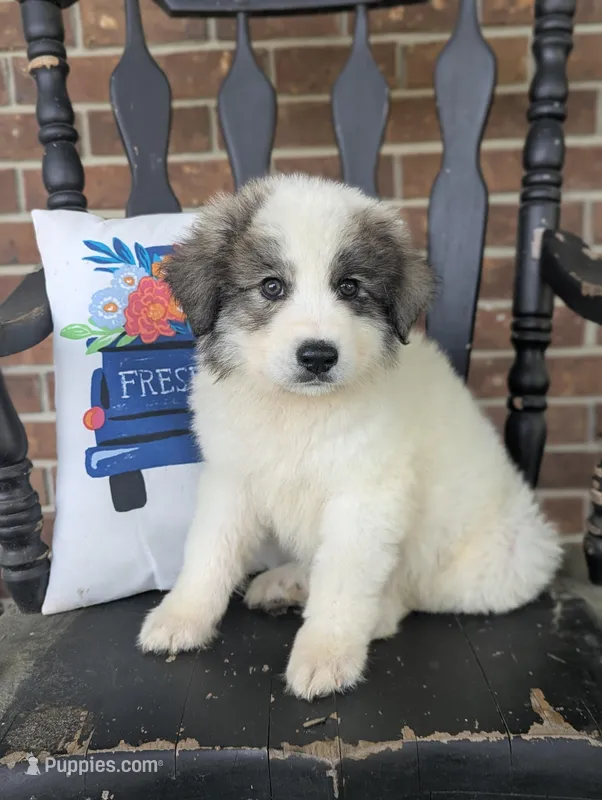 Max  – Great Pyrenees puppy for sale in Moncks Corner, SC
