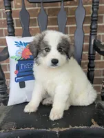 Max , a male Great Pyrenees for sale in Moncks Corner, SC – Photo 1 of 3