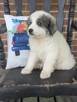 Max , a male Great Pyrenees for sale in Moncks Corner, SC – Photo 2 of 3