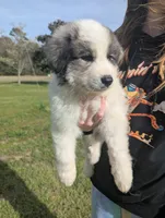 Max , a male Great Pyrenees for sale in Moncks Corner, SC – Photo 3 of 3