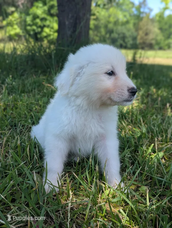 Felix – Great Pyrenees puppy for sale in Moncks Corner, SC
