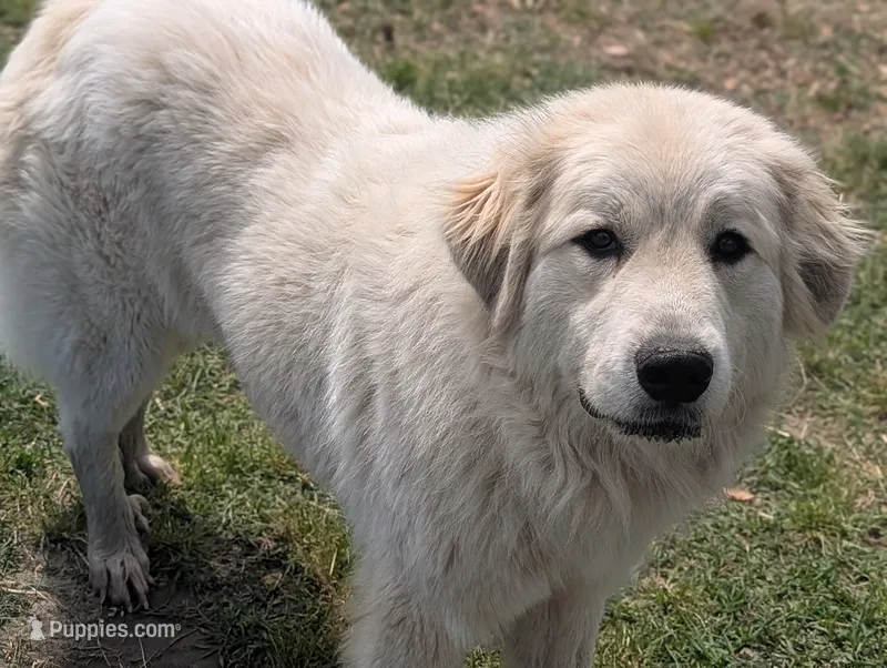 Akc great Pyreneese  – Great Pyrenees puppy for sale in Moncks Corner, SC