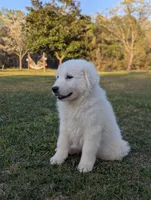 67, a male Great Pyrenees for sale in Moncks Corner, SC – Photo 3 of 3