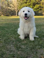 67, a male Great Pyrenees for sale in Moncks Corner, SC – Photo 1 of 3