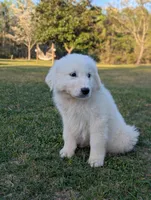 67, a male Great Pyrenees for sale in Moncks Corner, SC – Photo 2 of 3
