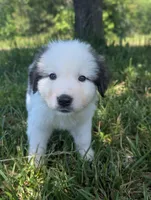 Artemis , a male Great Pyrenees for sale in Moncks Corner, SC – 2 of 5