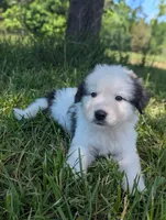 Artemis , a male Great Pyrenees for sale in Moncks Corner, SC – 4 of 5