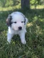 Artemis , a male Great Pyrenees for sale in Moncks Corner, SC – 3 of 5
