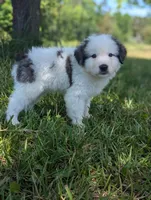 Artemis , a male Great Pyrenees for sale in Moncks Corner, SC – 5 of 5