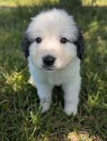Artemis , a male Great Pyrenees for sale in Moncks Corner, SC – 1 of 5