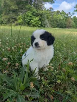 JAX, a male Great Pyrenees for sale in Moncks Corner, SC – 2 of 5