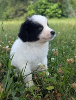 JAX, a male Great Pyrenees for sale in Moncks Corner, SC – 4 of 5