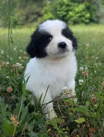 JAX, a male Great Pyrenees for sale in Moncks Corner, SC – 3 of 5
