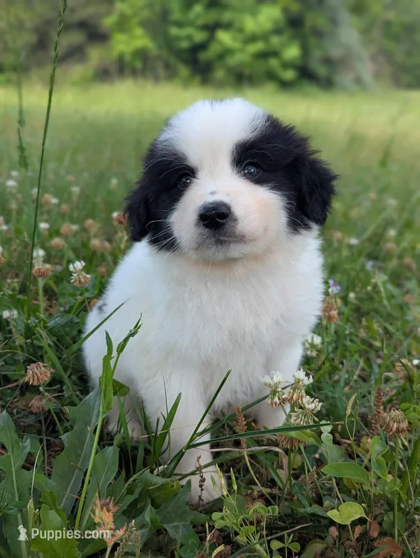 JAX – Great Pyrenees puppy on hold in Moncks Corner, SC
