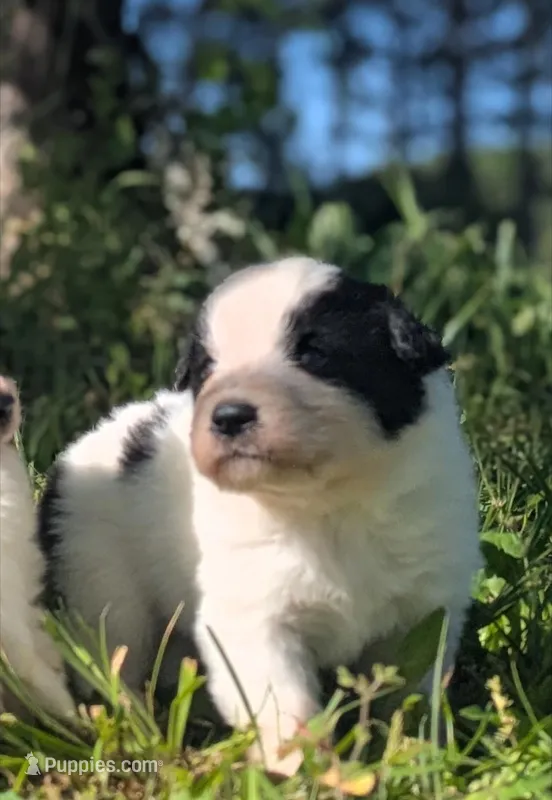 JAX – Great Pyrenees puppy for sale in Moncks Corner, SC