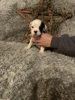 processed/c18996aa-19f2-4b30-96d1-1bad21654a4d/listing/d71d98d8-2019-497d-af47-5867196058e1/ef3fa686-a532-48c4-8dad-11662d41f202