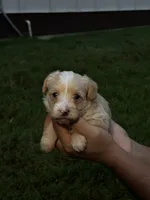 Tan male , a male Yorkipoo for sale in Covington, GA – 3 of 4
