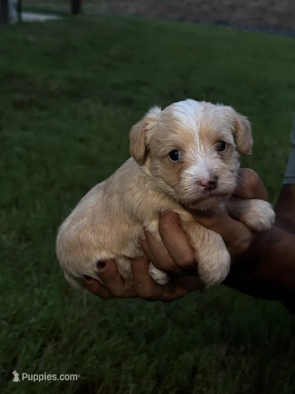 Tan male  – Yorkipoo puppy for sale in Covington, GA