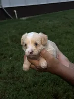 Tan male , a male Yorkipoo for sale in Covington, GA – 2 of 4