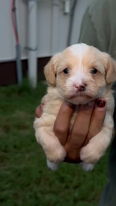 Tan male , a male Yorkipoo for sale in Covington, GA – 4 of 4
