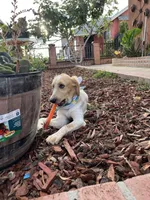 Princess , a female French Brittany and Golden Retriever for sale in Los Angeles, CA – 3 of 10