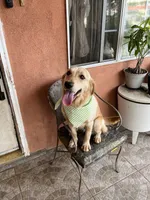 Candy, a female French Brittany and Golden Retriever for sale in Los Angeles, CA – 5 of 5