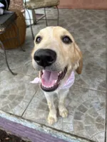 Love , a female French Brittany and Golden Retriever for sale in Los Angeles, CA – 9 of 10