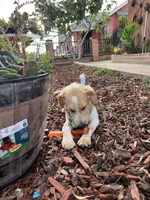 Princess , a female French Brittany and Golden Retriever for sale in Los Angeles, CA – 10 of 10