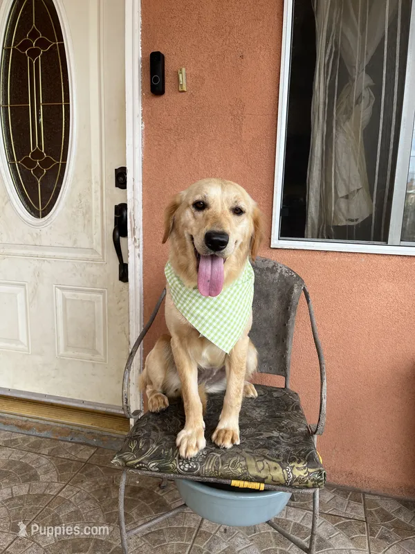 Candy – French Brittany, Golden Retriever puppy for sale in Los Angeles, CA
