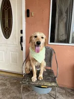 Candy, a female French Brittany and Golden Retriever for sale in Los Angeles, CA – 1 of 5