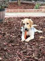 Princess , a female French Brittany and Golden Retriever for sale in Los Angeles, CA – 5 of 10