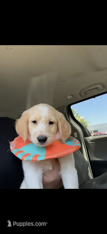 Pie  – Golden Retriever puppy for sale in Los Angeles, CA