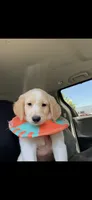 Pie , a female Golden Retriever for sale in Los Angeles, CA – 1 of 1