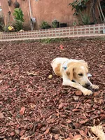 Princess , a female French Brittany and Golden Retriever for sale in Los Angeles, CA – 6 of 10