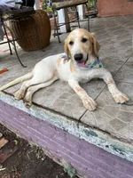 Princess , a female French Brittany and Golden Retriever for sale in Los Angeles, CA – 8 of 10