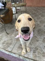 Love , a female French Brittany and Golden Retriever for sale in Los Angeles, CA – 8 of 10